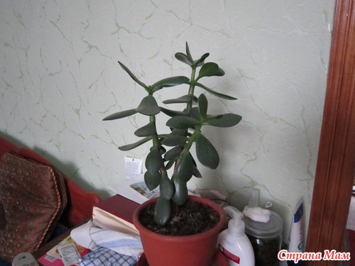 Мои любимые подопечные