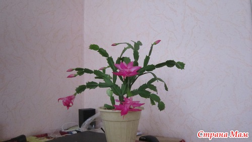Мои любимые подопечные