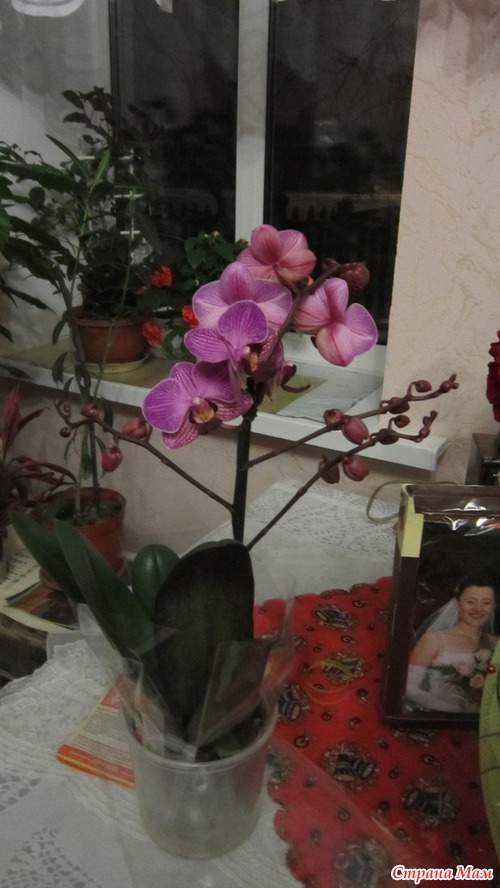 Мои любимые подопечные