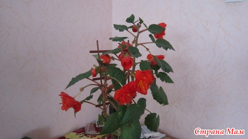 Мои любимые подопечные