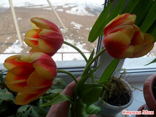 Мои скромные подарки на 8 Марта