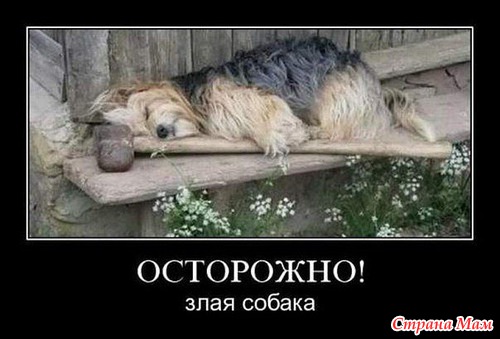 Собаки-Улыбаки )))