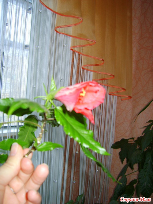 У меня зацвел гибискус!