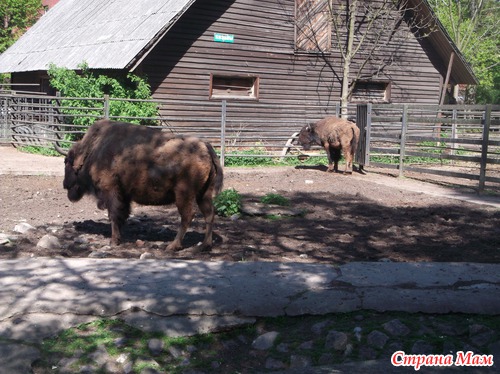 Поход в зоопарк