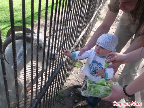 Поход в зоопарк