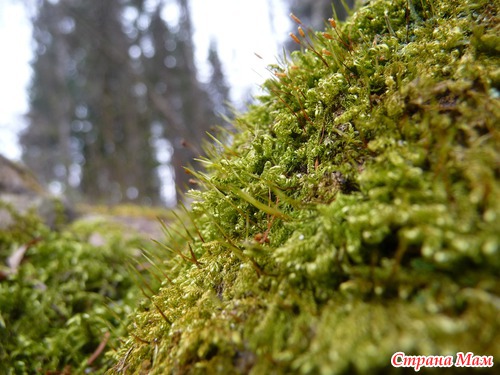 Природа просыпается