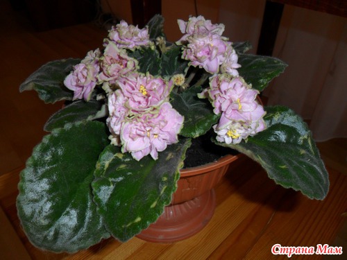 Мои фиалки