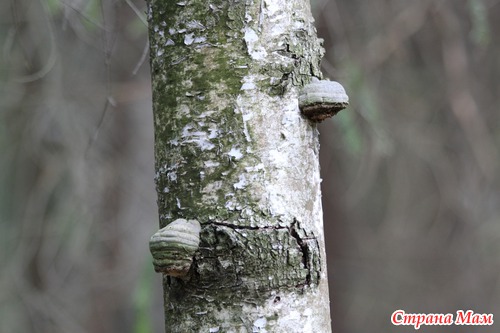 День второй в лесу. Объектив Canon EF 70-300 mm f/4-5,6 IS USM