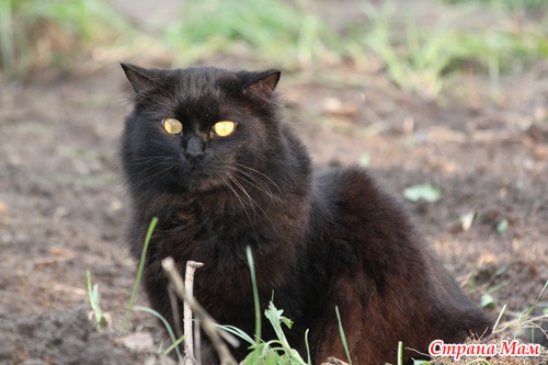   9 .  Canon EF 70-300 mm f/4-5,6 IS USM