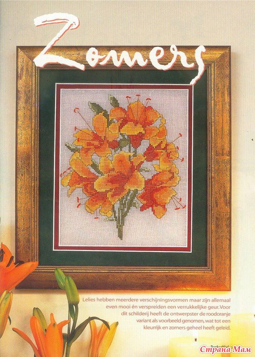 Лилейник
