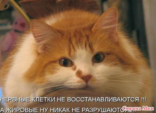   ))