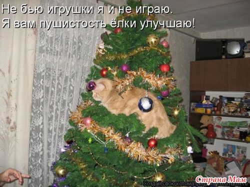   ))