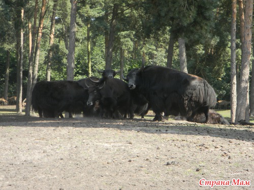 Не большой кусочек лета и зверья