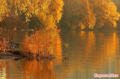 Осеннее утро в лесу