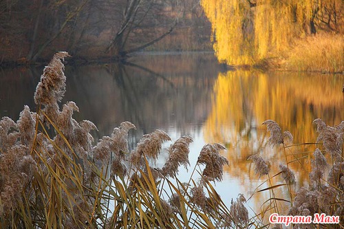 Осеннее утро в лесу