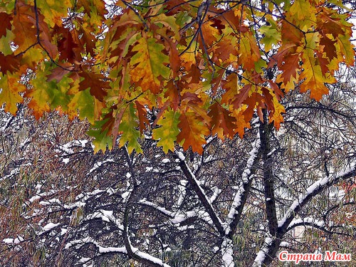 Осеннее утро в лесу