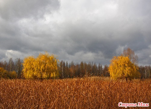 Осеннее утро в лесу