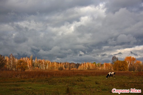 Осеннее утро в лесу