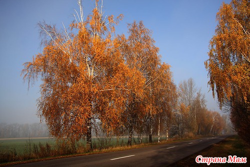 Осеннее утро в лесу