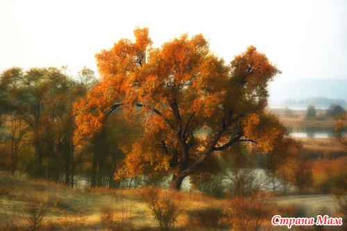 Осеннее утро в лесу