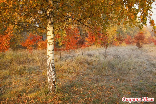 Осеннее утро в лесу