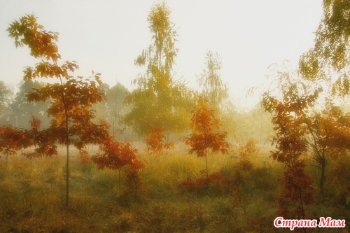 Осеннее утро в лесу