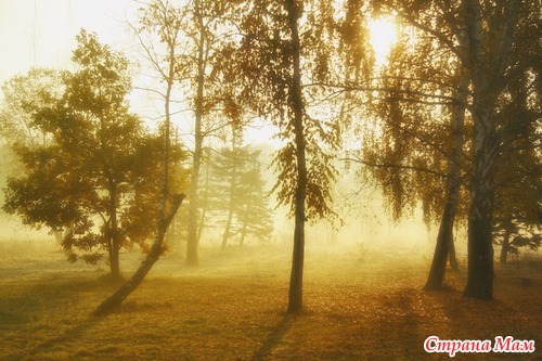 Осеннее утро в лесу