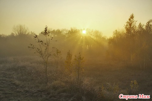 Осеннее утро в лесу