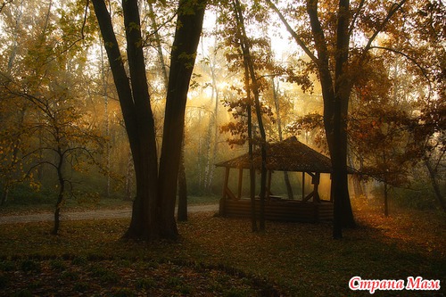 Осеннее утро в лесу
