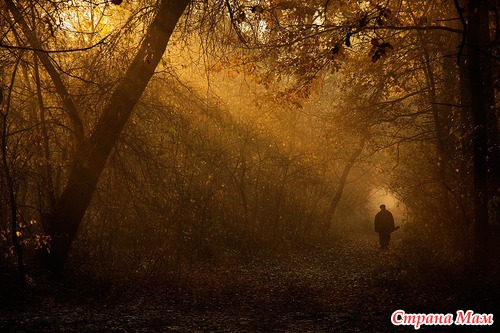 Осеннее утро в лесу