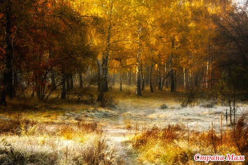 Осеннее утро в лесу