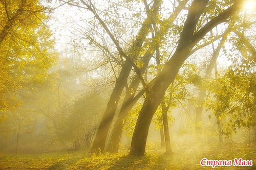 Осеннее утро в лесу