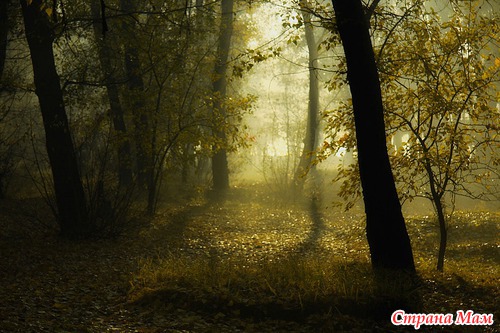 Осеннее утро в лесу