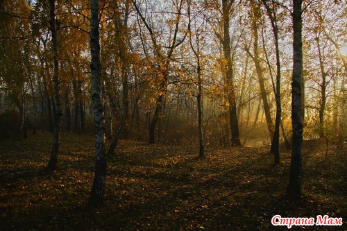 Осеннее утро в лесу