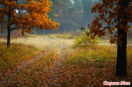 Осеннее утро в лесу