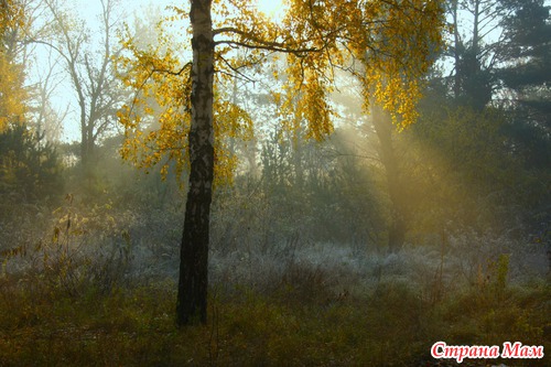 Осеннее утро в лесу