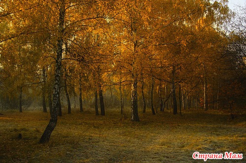 Осеннее утро в лесу