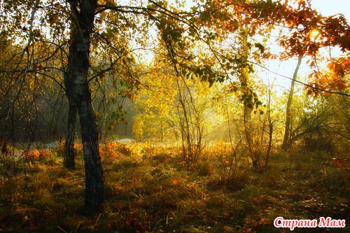 Осеннее утро в лесу
