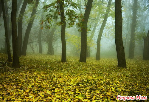 Осеннее утро в лесу