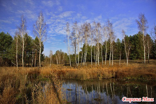 Осеннее утро в лесу