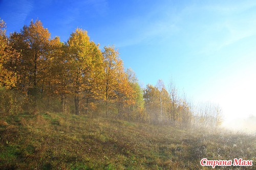 Осеннее утро в лесу
