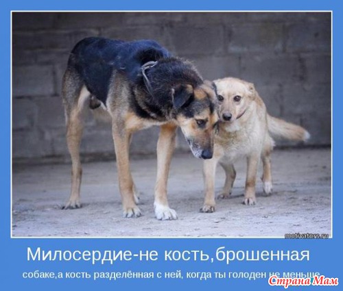 Мотиваторы-5