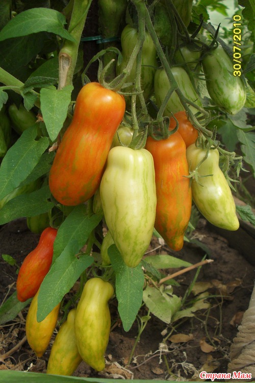 Мини и макси