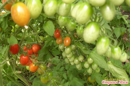 Мини и макси