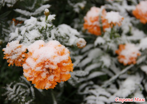 Первый снег 2012