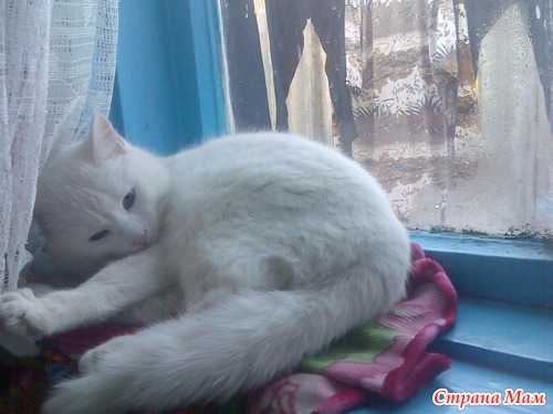 Знакомство с котёнком!