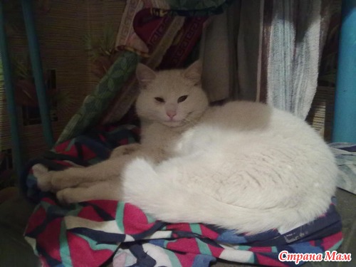 Знакомство с котёнком!