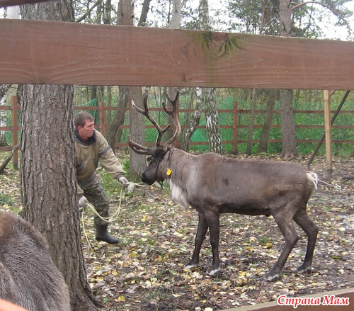 Вот ты какой, северный олень!
