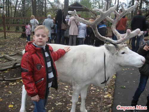 Вот ты какой, северный олень!