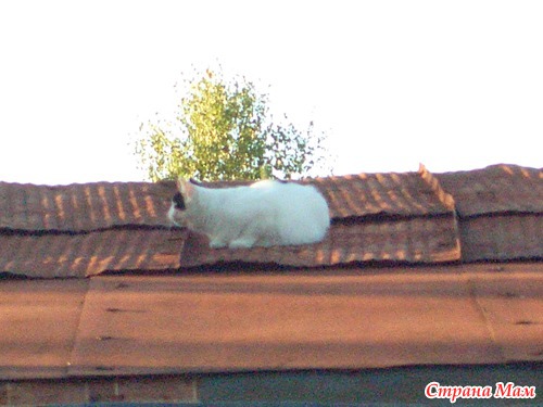 Маняшина жизнь